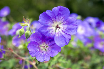 Cranesbills group of flowers, Geranium Rozanne in bloom