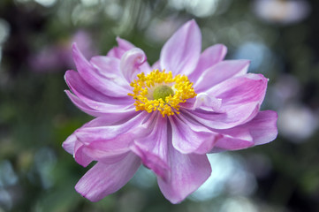 Obraz premium Anemone hupehensis japonica, Japanese anemone, thimbleweed windflower in bloom