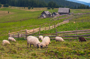 Fototapeta premium Mountain landscape with herd of sheep graze on green pasture in the mountains. Young white and brown sheep graze on the farm.