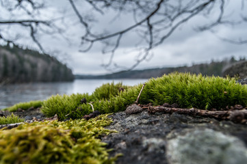 Moss in the lake