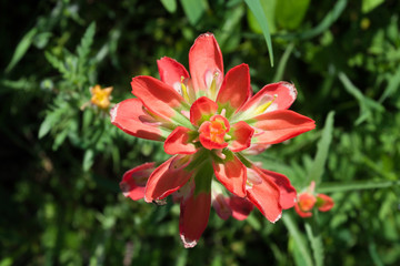 Texas Indian Paintbrush Wildflower from overhead.