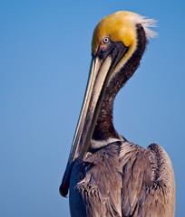 Brown Pelican In Breeding Plumage