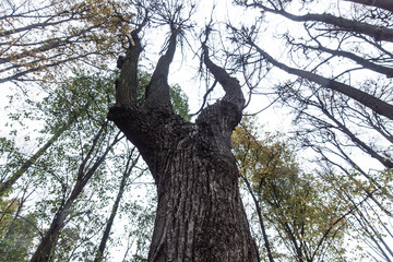Winter trees with bare branches - bottom view