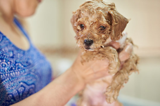 Close-up of washing puppy dog