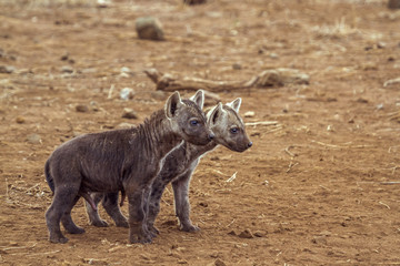 Spotted hyaena in Kruger National park, South Africa