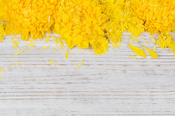 Yellow chrysanthemums daisy flowers on white wooden background.