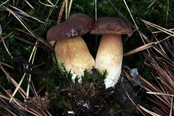 mushroom