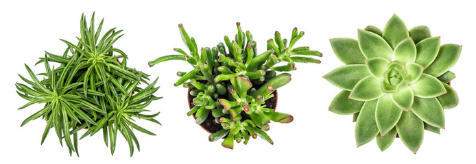 Succulent plants white background Top view