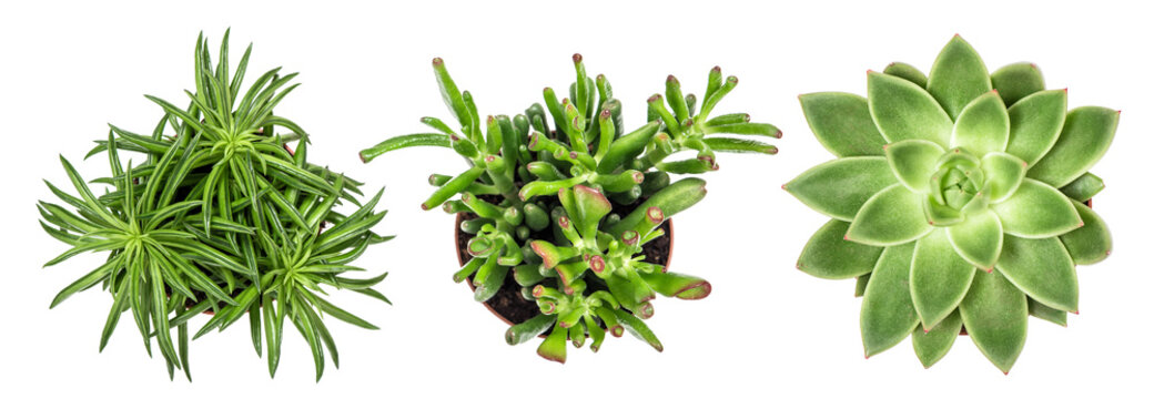 Succulent Plants White Background Top View