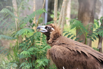 suspicious bird vulture - 178877413