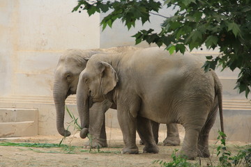 two elephants eating bamboo - 178877838