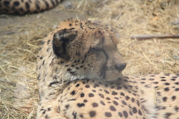 head of sleepy cheetah - 178877839