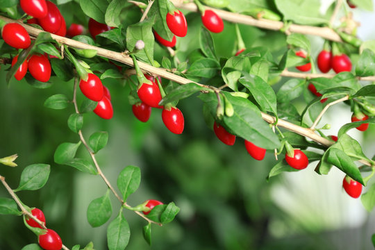 Ripe Goji Berries On Bush, Closeup