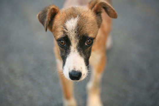 Sad Street Dog Looks At The Camera. Homeless Animals