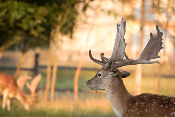 Fallow deers in wildlife reserve park