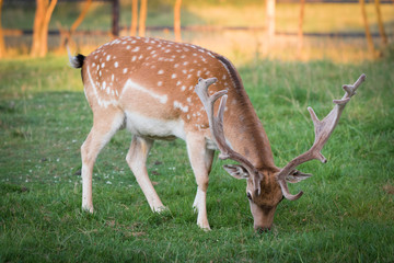 Naklejka na ściany i meble Fallow deer grazing on the meadow in wildlife reserve