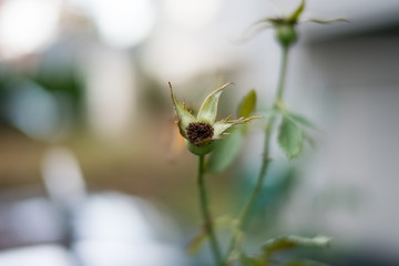 dead flower