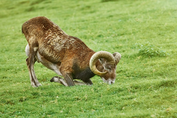 Ram on the Grass