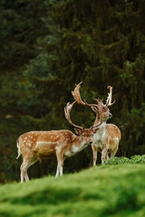 Deers near the Forest