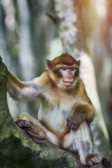  Barbary Macaque (Macaca Sylvanus)