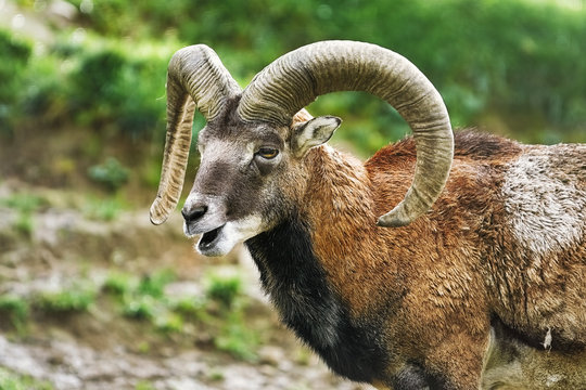Portrait of Ram