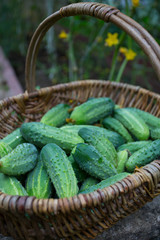 basket of cucumbers in a glass house