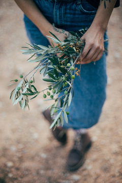 Soft focus close up shot of female florist or decorator hands holding branch of organic natural olives from tree in provence french garden in rural countryside, romantic flora