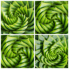 Spiral aloe vera with water drops, closeup,
collage, 4 squares