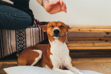 Soft focus shot of cute and adorable little puppy expecting petting and caress from owner on head, smiles and makes funny face expression, concept pet, friendship and animals