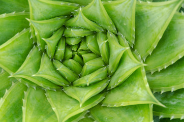 Fototapeta premium Spiral aloe vera with water drops, closeup
