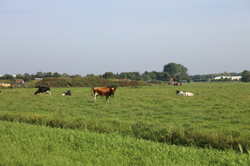 Fototapeta premium cows grazing in the plain of prairie in summer
