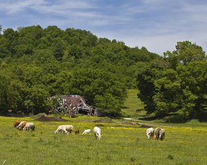 Obraz premium Cows In a Field 0525