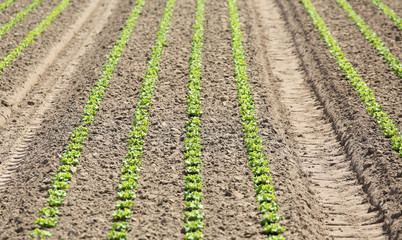 Fototapeta na wymiar field cultivated with lettuce shoots growing in sandy soil