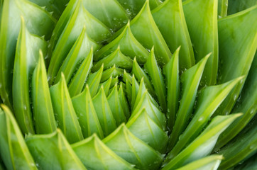 Spiral aloe vera with water drops, closeup