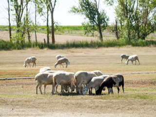 Sheeps grazing on a field on summertime