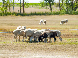 Sheeps grazing on a field on summertime