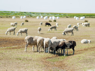 Obraz premium Sheeps grazing on a field on summertime