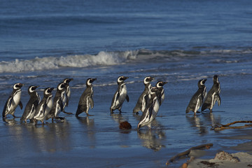 Magellanic Penguins (Spheniscus magellanicus) on the coast of Sea Lion Island in the Falkland Islands.