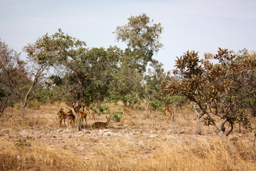 Fototapeta na wymiar Gazelles 