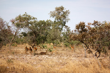 Naklejka premium Gazelles 