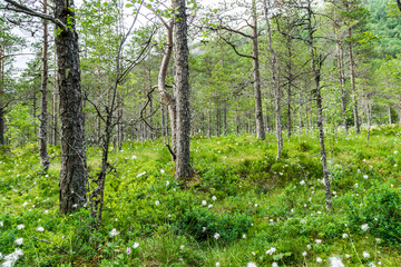 Fototapeta premium Norway