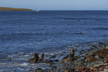 Group of Southern Sea Lions (Otaria flavescens) on the coast of Sealion Island in the Falkland Islands.