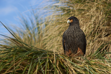 Striated Caracara (Phalcoboenus australis) in the tussock grass on the coast of Sea Lion Island in the Falkland Islands.