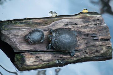 Turtles on a log