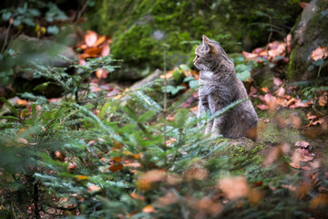 Naklejka na ściany i meble Wild cat (Felis silvestris) in European forest. Image with space for a text