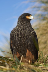 Striated Caracara (Phalcoboenus australis) in the tussock grass on the coast of Sea Lion Island in the Falkland Islands.