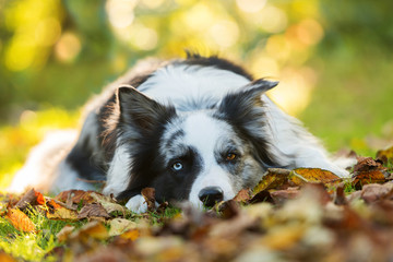 Border Collie im Herbst