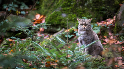 Wild cat (Felis silvestris) in European forest. Image with space for a text
