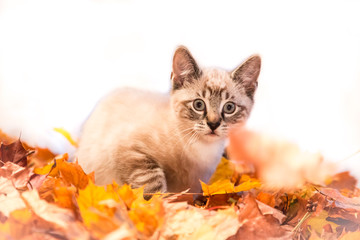 Kitten im Laub