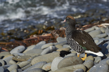 Male Kelp Goose (Chloephaga hybrida malvinarum) on the rocky coast of Sea Lion Island in the Falkland Islands.